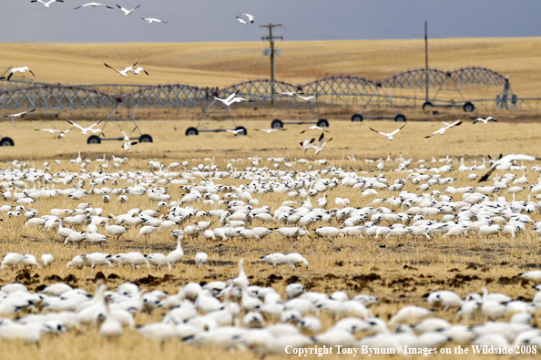 Snow Geese in habitat