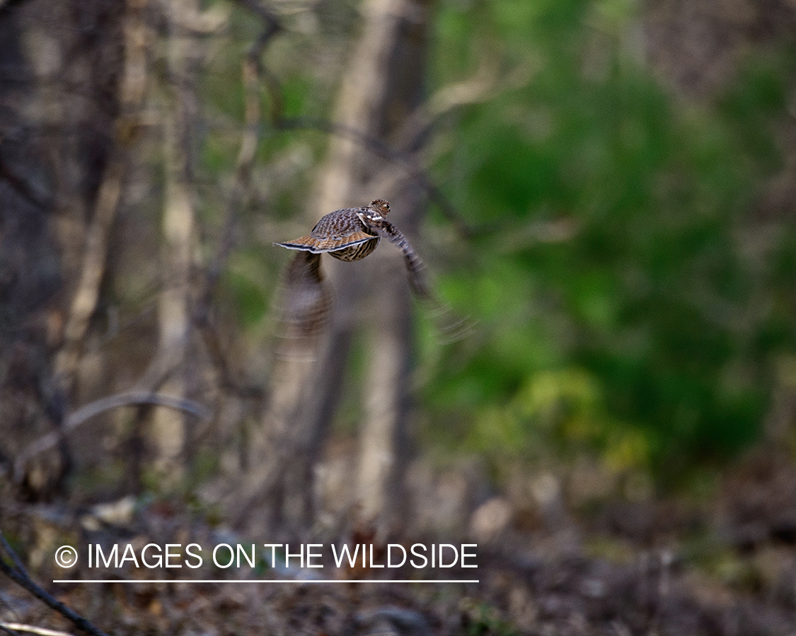 Ruffed grouse flushing.