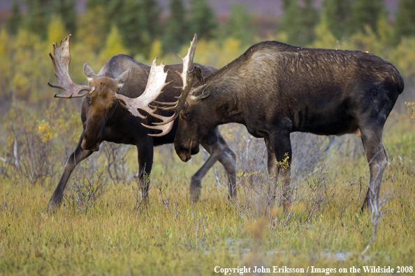 Alaskan Moose in Habitat