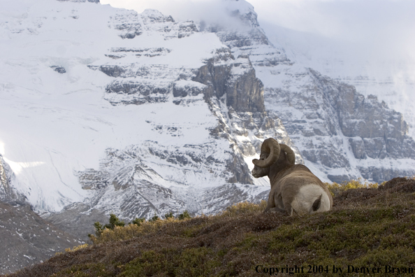 Rocky Mountain bighorn sheep (ram).