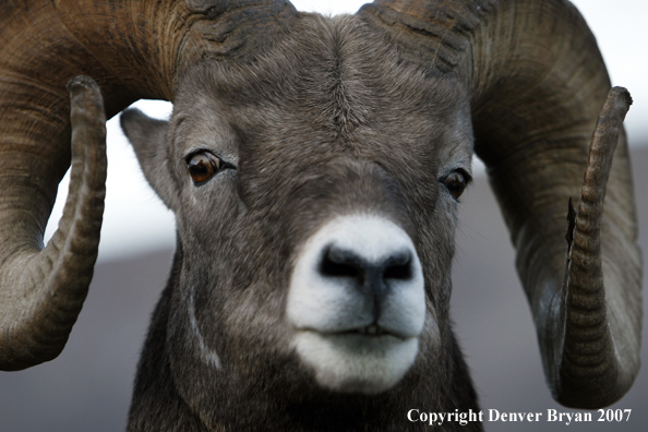 Close-up of a Rocky Mountain Bighorn sheep