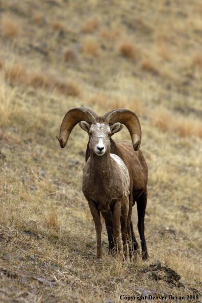 Rocky Mountain Big Horn Sheep