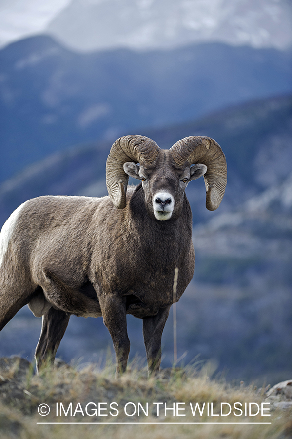 Bighorn sheep in habitat.