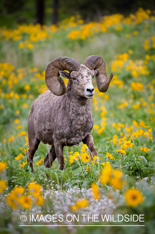 Bighorn sheep ram in field.