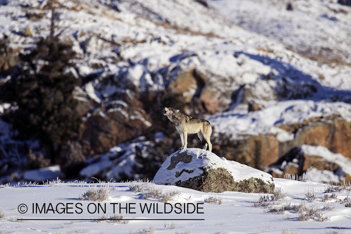 Wild free-ranging gray wolf howling in Yellowstone National Park.