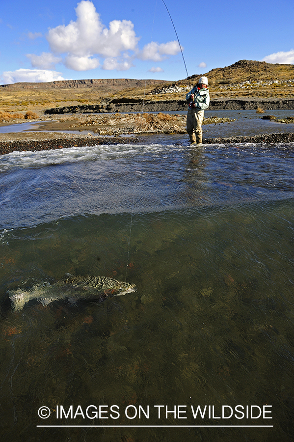 Jurassic Lake flyfisher fighting rainbow trout, Argentina.