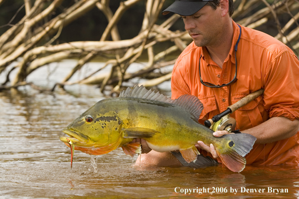 Fisherman holding Peacock Bass