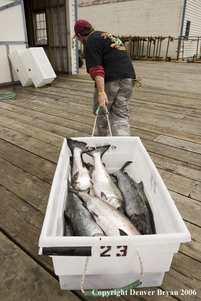 Fisherman dragging crate of halibut and salmon catch.  (Alaska/Canada)