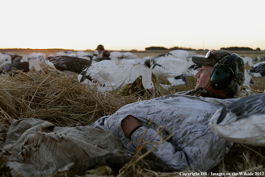Snow goose hunters in field with decoys.