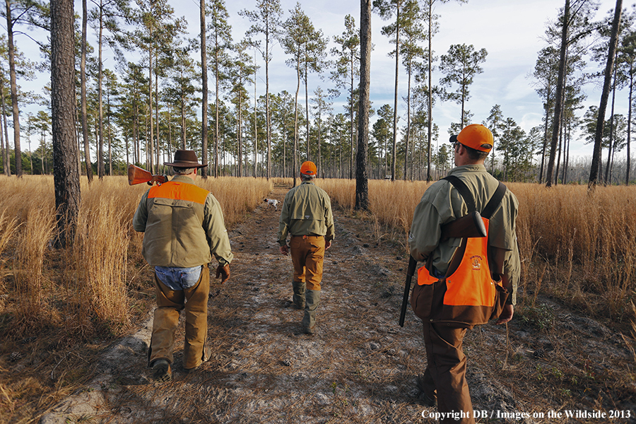 Bobwhite quail hunters in field.