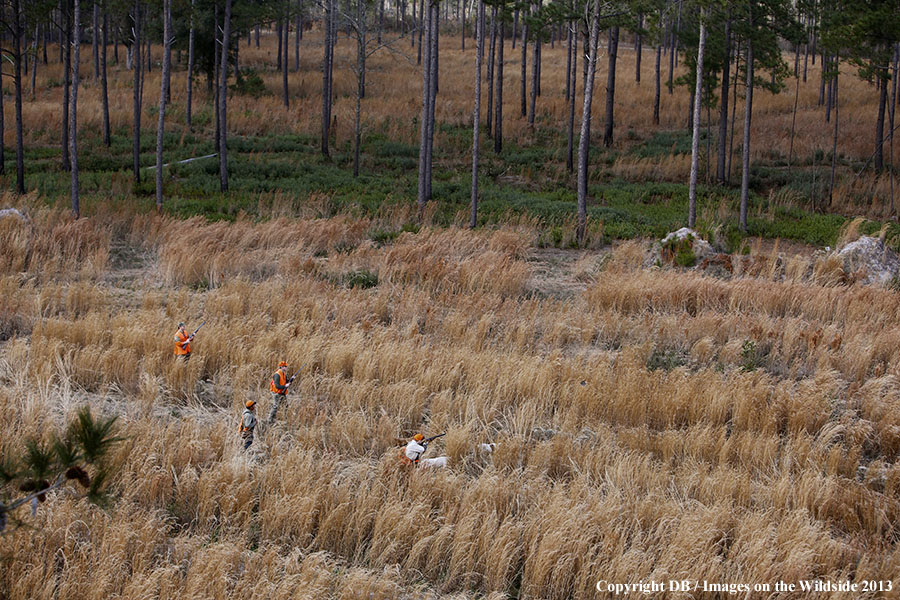 Bobwhite quail hunters shooting at flushed quail.