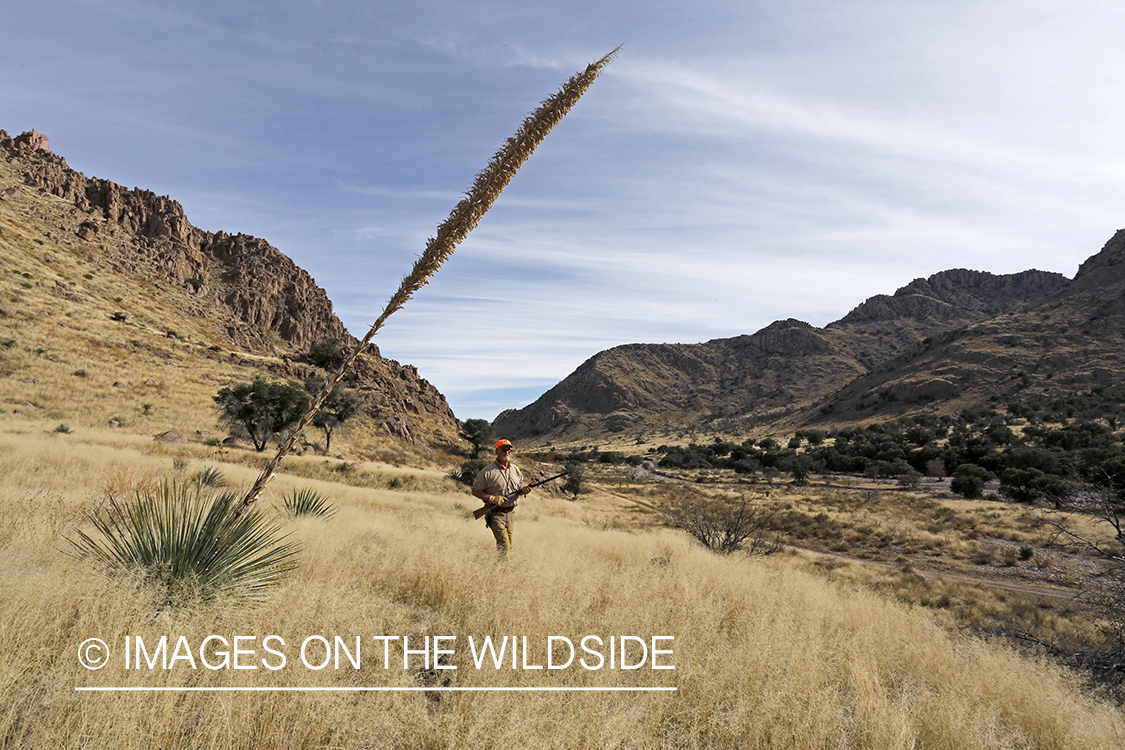 Desert quail hunter walking in field.