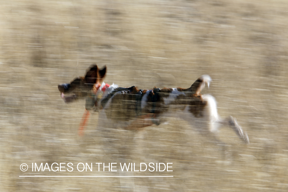 Brittany Spaniel retrieving bagged Mearns quail.