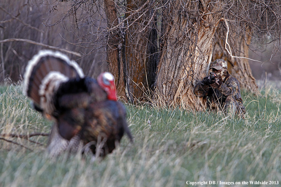 Turkey hunter shooting at gobbler.