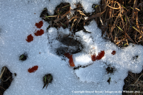 Deer tracks with blood trail