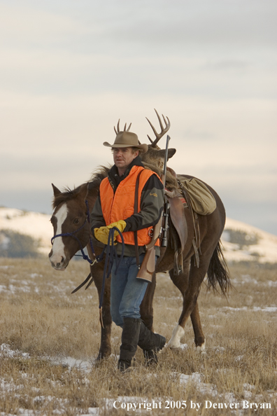 Deer hunter packing out bagged white-tailed buck.