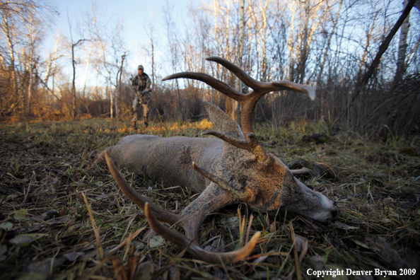 Bowhunter approaching whitetail buck.