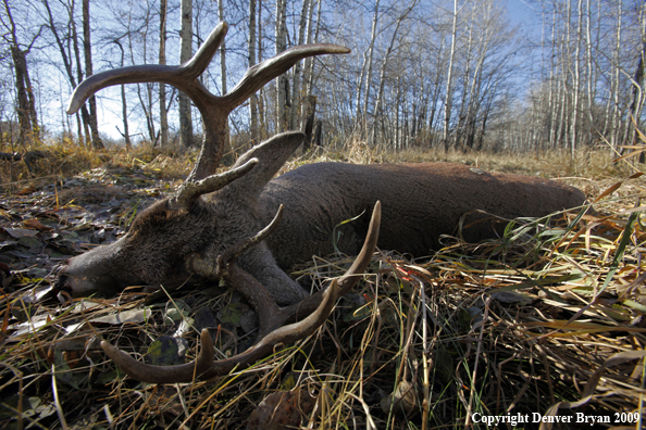 Hunter-killed whitetail buck.