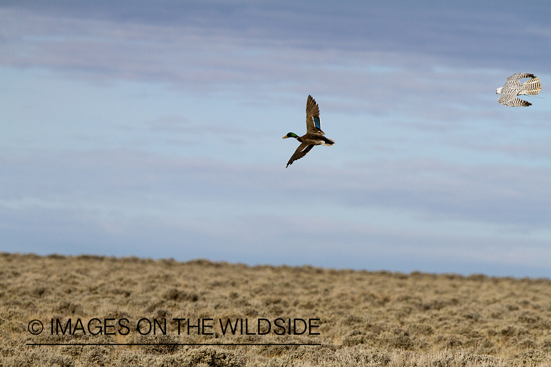 Gyr falcon in white phase attacking mallard drake in flight.