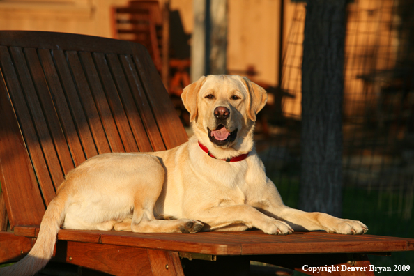 Yellow Labrador Retriever in chair