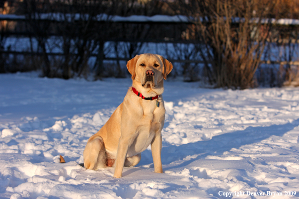 Yellow labrador retriever