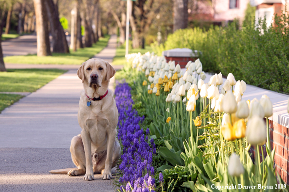 Yellow Labrador Retriever by flowers