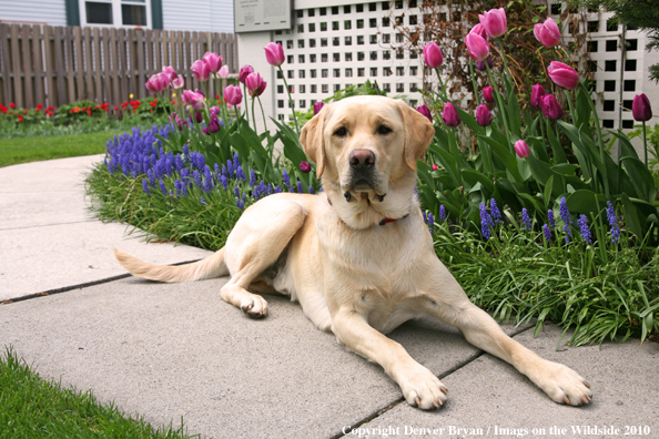 Yellow Labrador Retriever by flowers