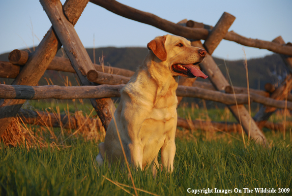 Yellow Labrador Retriever