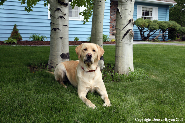Yellow Labrador Retriever in yard