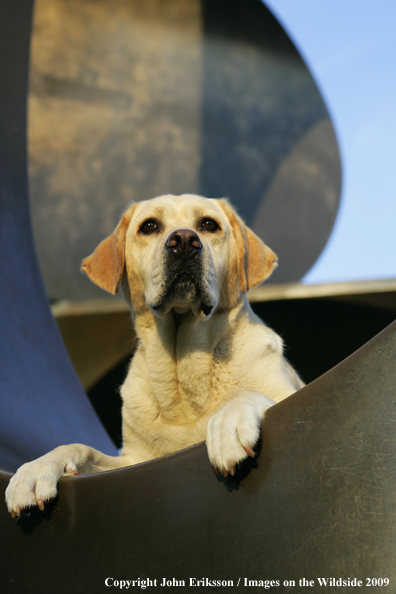 Yellow Labrador Retriever