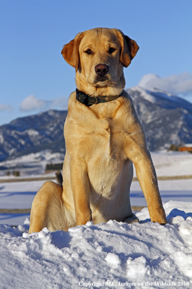Yellow Labrador Retriever