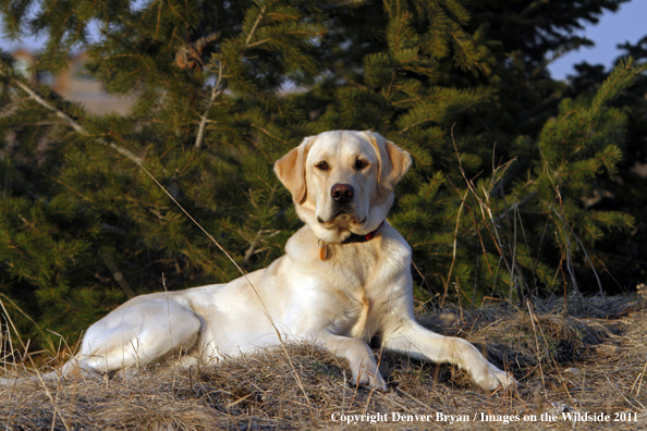 Yellow Labrador Retriever laying in field.
