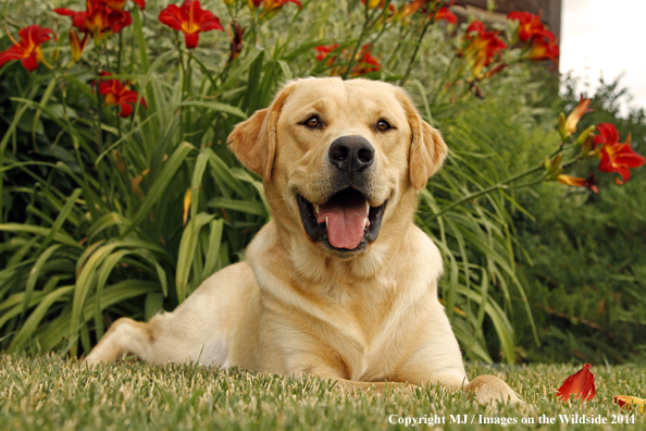 Yellow Labrador Retriever.