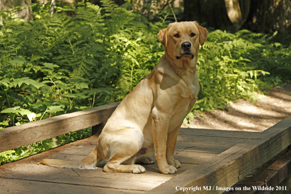 Yellow Labrador Retriever.