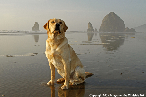 Yellow Labrador Retriever.