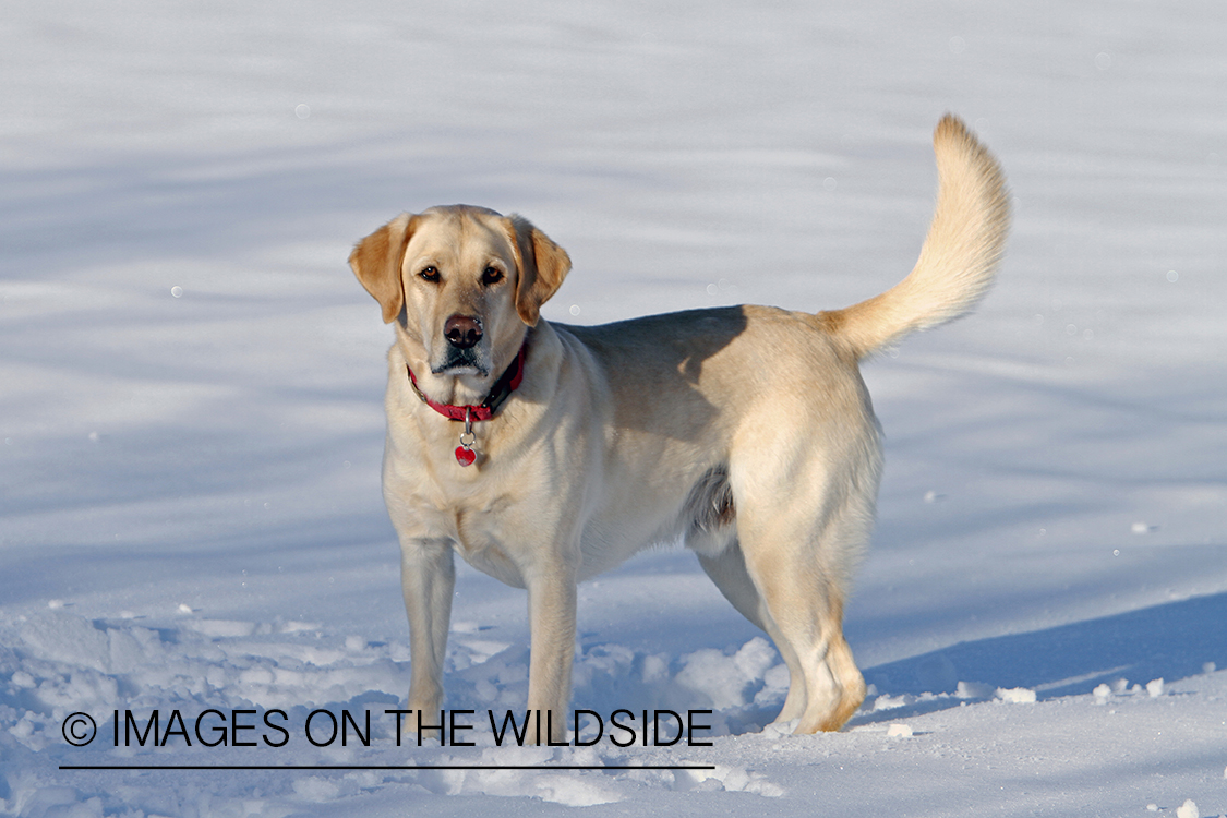 Yellow Labrador Retriever playing in snow.