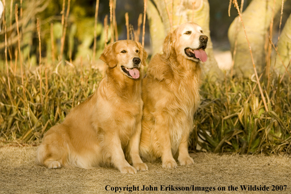 Golden Retrievers