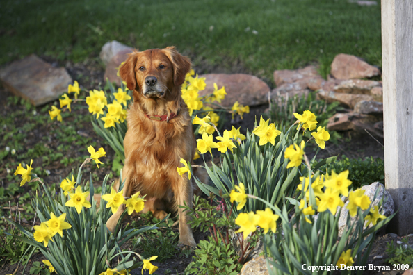 Golden Retriever in flower bed