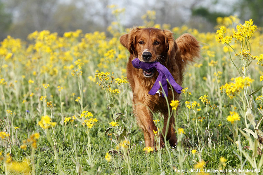 Golden Retriever playing with toy.