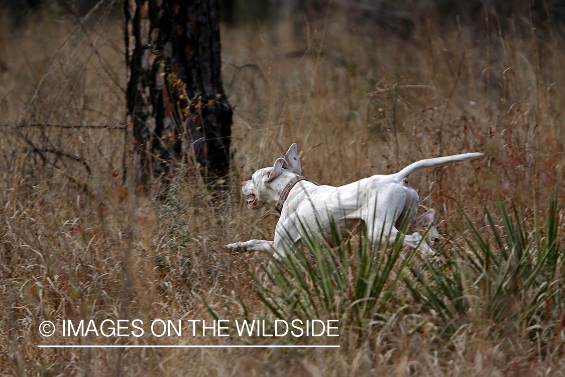 English pointer on bobwhite quail hunt.