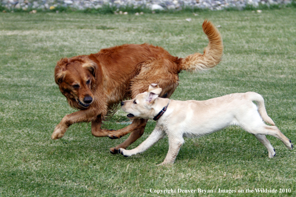 Yellow Labrador Retriever Puppy harrassing Golden Retriever