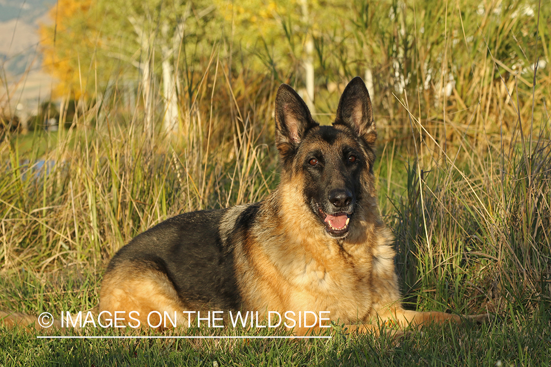 German Shepherd in grass.