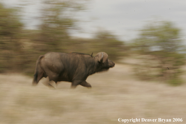 African Cape Buffalo running through field
