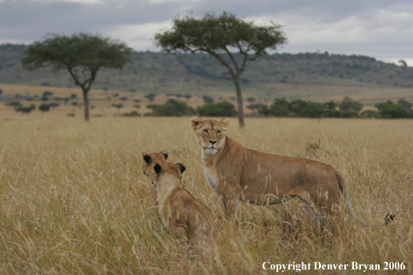 African lioness with cub