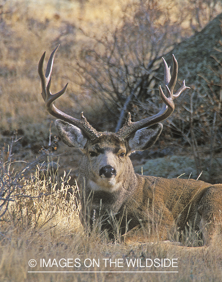 Mule deer in habitat.