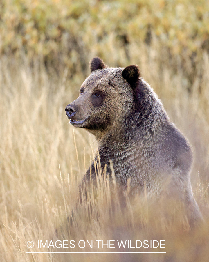Grizzly in field.