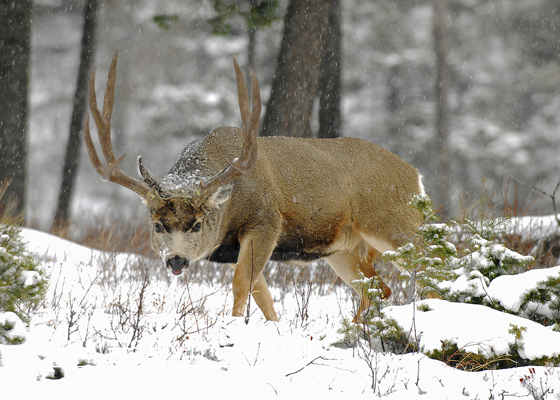 Mule deer 