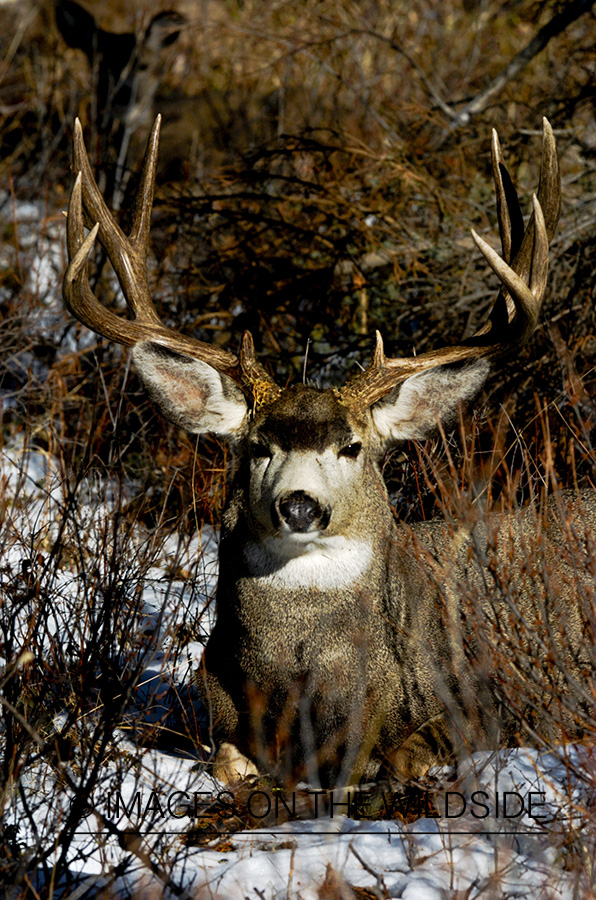 Mule deer 
