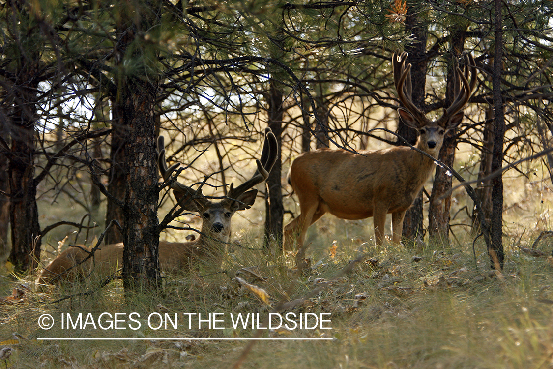 Mule Deer in Habitat