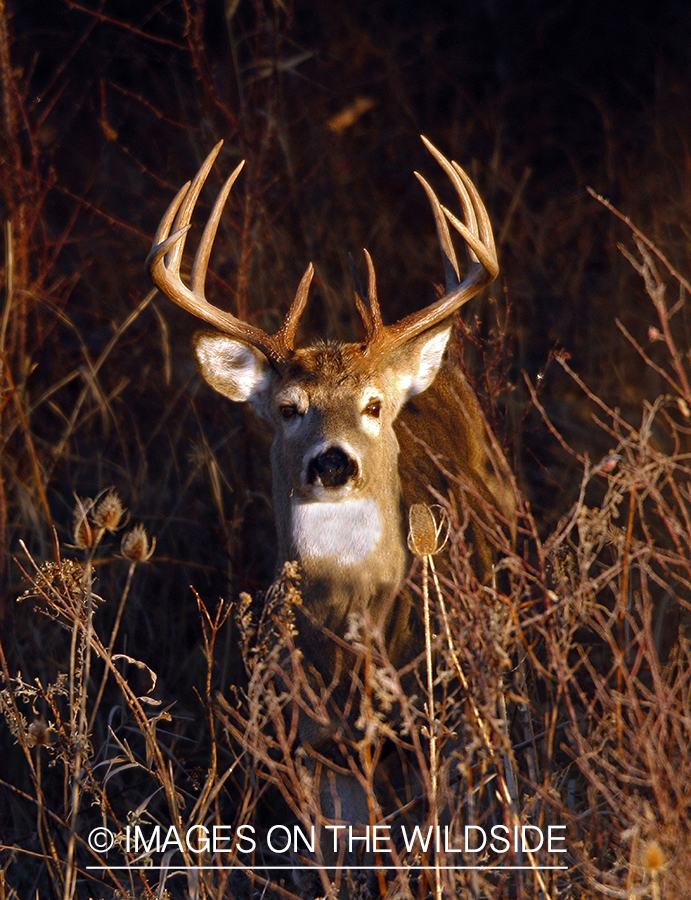 White-tailed deer in habitat